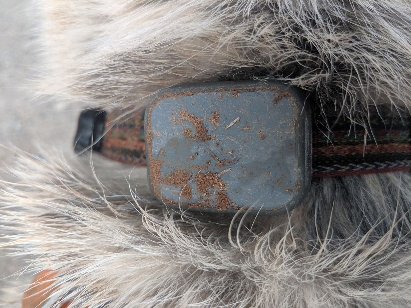 The Whistle 3 is a durable waterproof GPS dog tracker