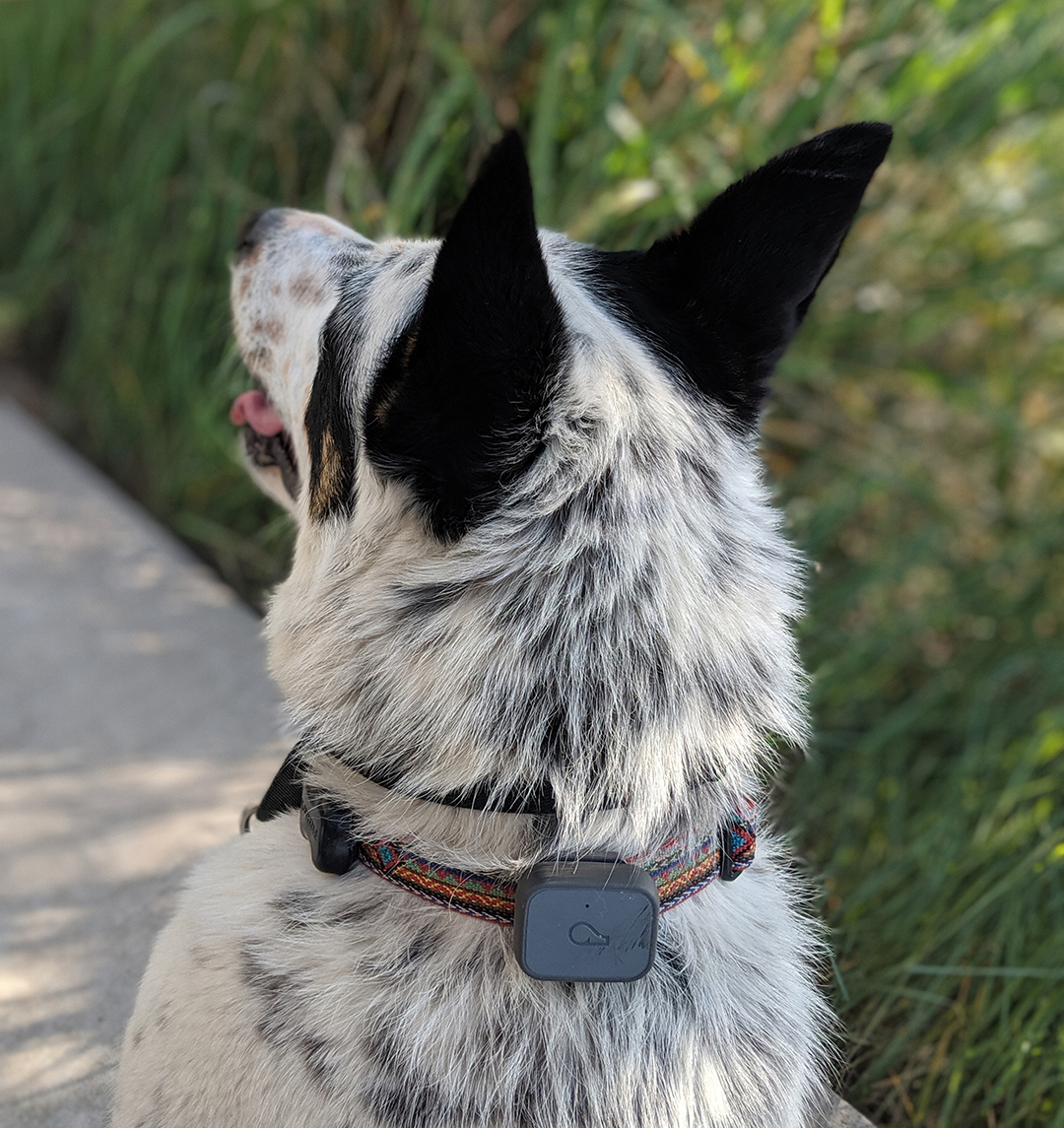 Mushy with a Whistle 3 Dog Tracker 