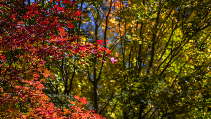 Fall colors in Oak Creek Arizona