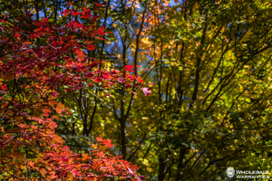 Fall colors in Oak Creek Arizona