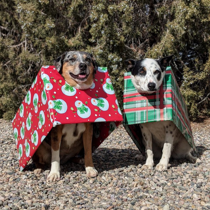 There are plenty of gift ideas for your dog this holiday season!