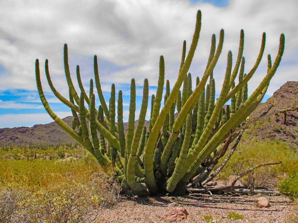 Organ Pipe Cactus National Monument (NPS)
