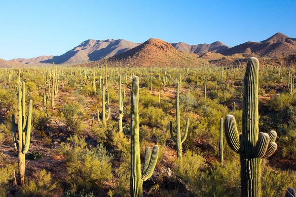 Saguaro National Park is part of the NPS and located within Tucson.