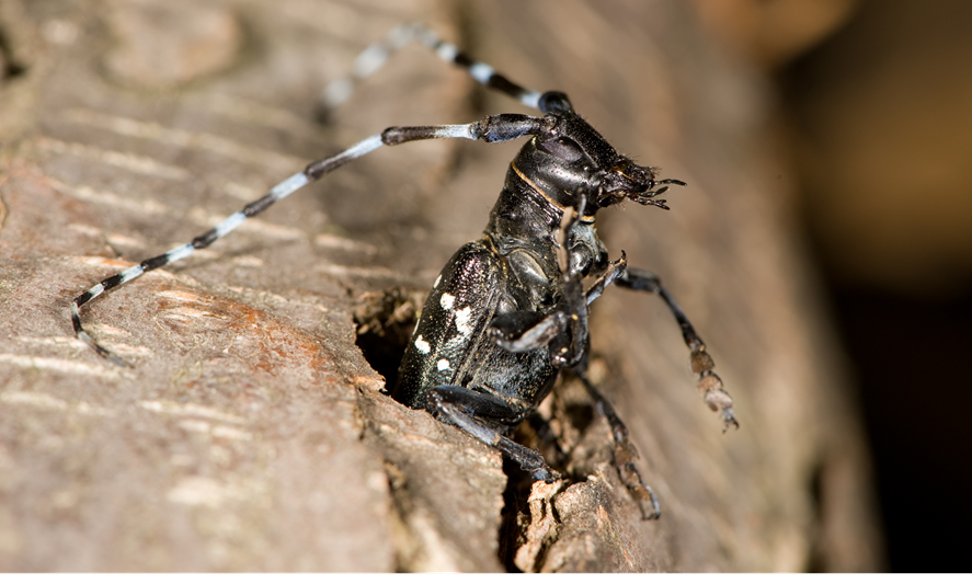 Asian Long Horned Beetle Invasive Species
