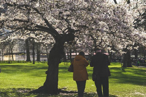 boston tree