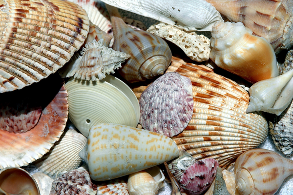 sanibel seashell