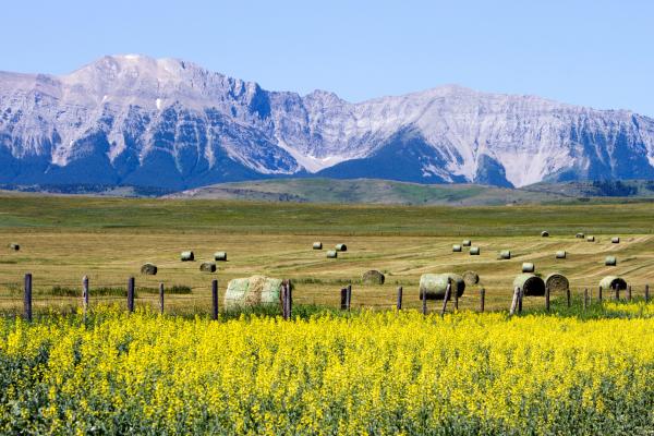 Where to travel in an RV along Alberta's scenic Cowboy Trail Nalidsa via Shutterstock