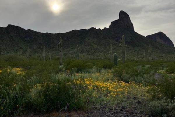 Picacho Peak RV Resort