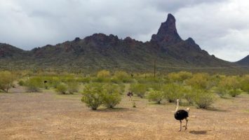 Picacho Peak RV Resort