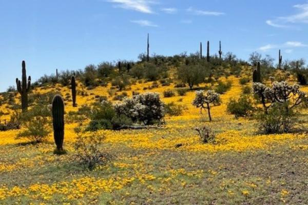 Picacho Peak RV Resort