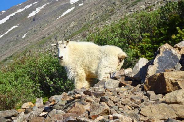 Hiking Quandary Peak