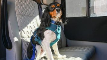 RV pet safety