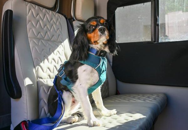 RV pet safety