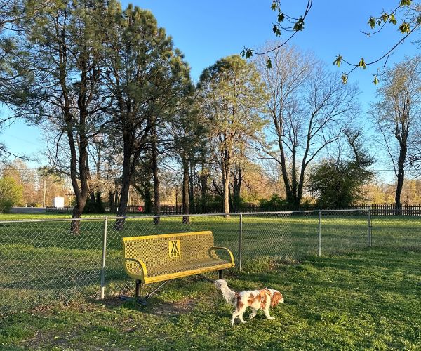 Pet-friendly campground for dogs