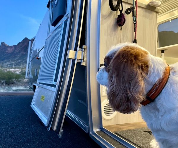 RVing with Dogs