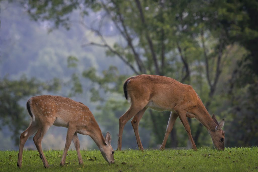 Deer grazing on grass