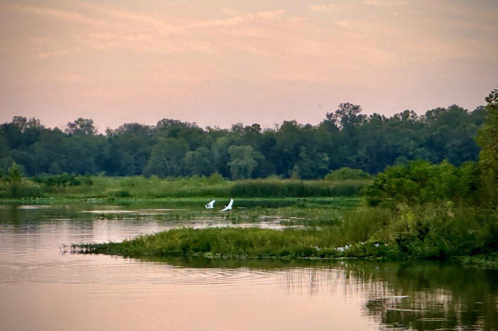 Birds on the water at Willow Beach