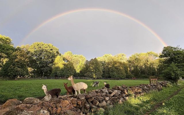 RV Overnights unique stay at an alpaca farm, Alpacas on a wall with a rainbow