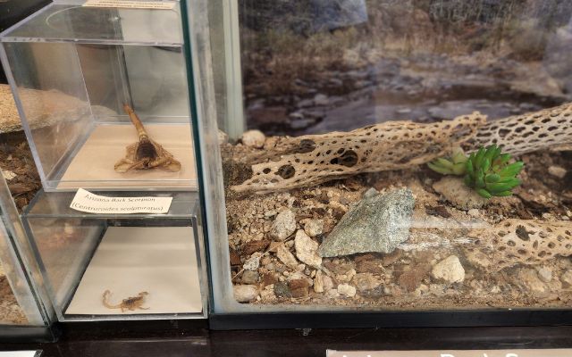 Scorpion exhibit inside the White Tank Mountain Regional Park nature center