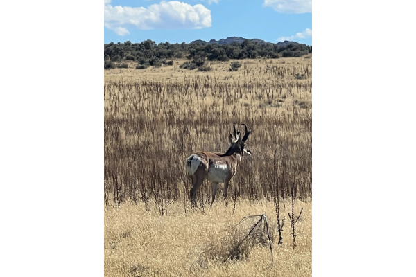 Wildlife Pronghorn at Antelope Island