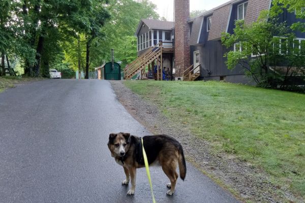 Office at Spacious Skies French Pond with Tipper the dog out front.