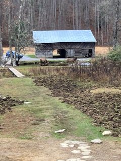 A picture of wild hogs in western North Carolina